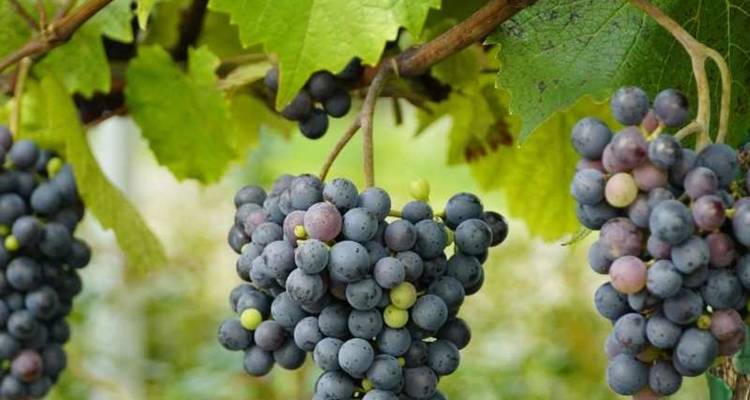 Close-up of ripe purple grape clusters hanging from a leafy vine.