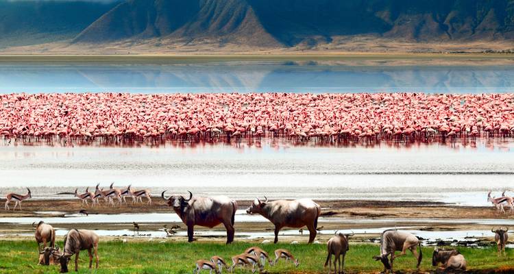 Una gran multitud de flamencos rosas con ñus pastando junto a un lago de cráter reflectante.