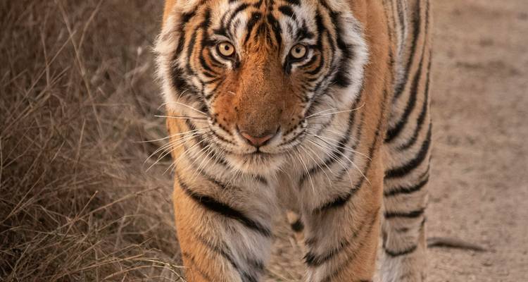 Direkter Blick eines laufenden Bengaltigers auf sandigem Untergrund.