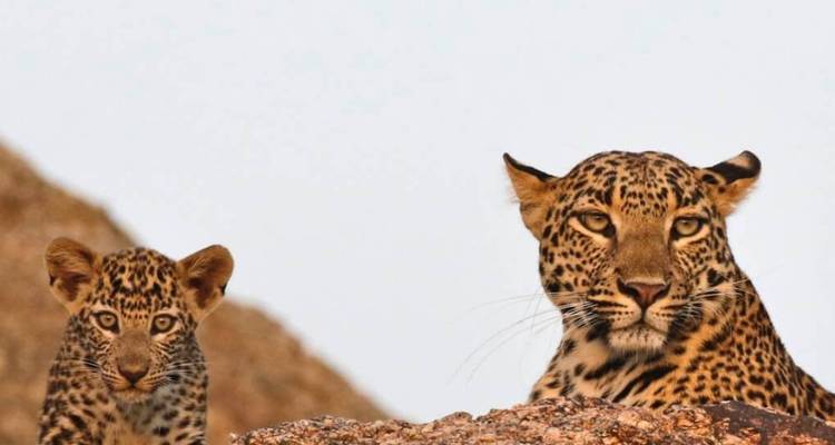 Nahaufnahme einer Leopardenmutter und ihres Jungen, die über einen Felsvorsprung gegen einen hellen Himmel blicken.