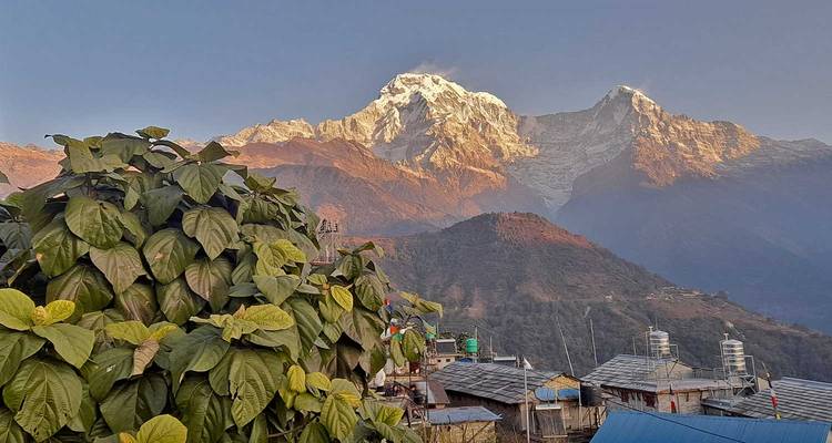 Scène de village de montagne avec une plante feuillagère au premier plan et des pics himalayens illuminés par le soleil en arrière-plan.