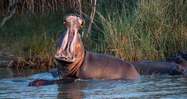 Hippopotame bâillant émergeant de l'eau parmi les roseaux au coucher du soleil.