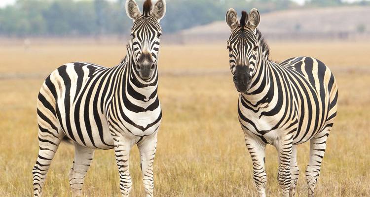 Deux zèbres se tenant alertes sur les herbes dorées de la savane.