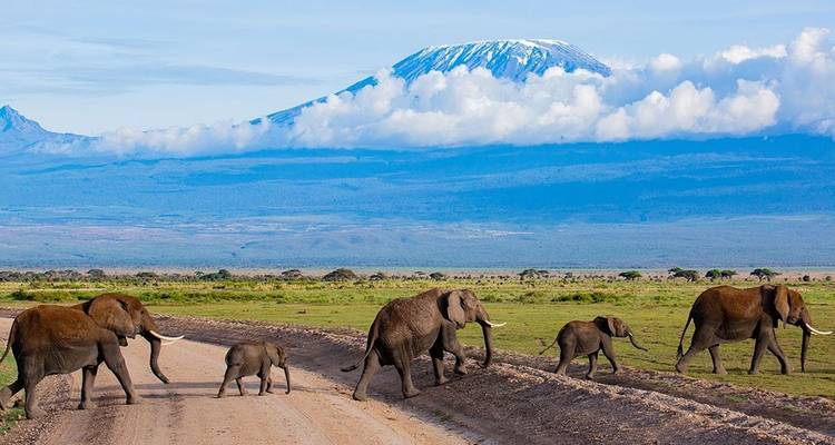 Una familia de elefantes cruza un camino de tierra con el Kilimanjaro nevado elevándose sobre bancos de nubes en la distancia.
