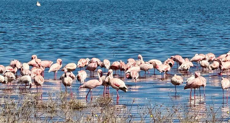 Docenas de flamencos rosas se pasean y se alimentan en las aguas azules y brillantes de un lago.