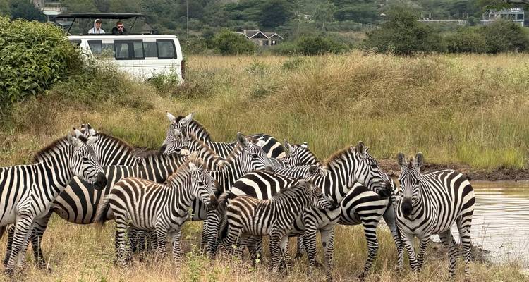 Un rebaño de cebras está alerta en el pasto alto mientras una camioneta de safari con turistas observa cerca.