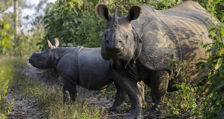 Deux rhinocéros à une corne se tiennent alertes sur un sentier forestier à la lumière douce du soir
