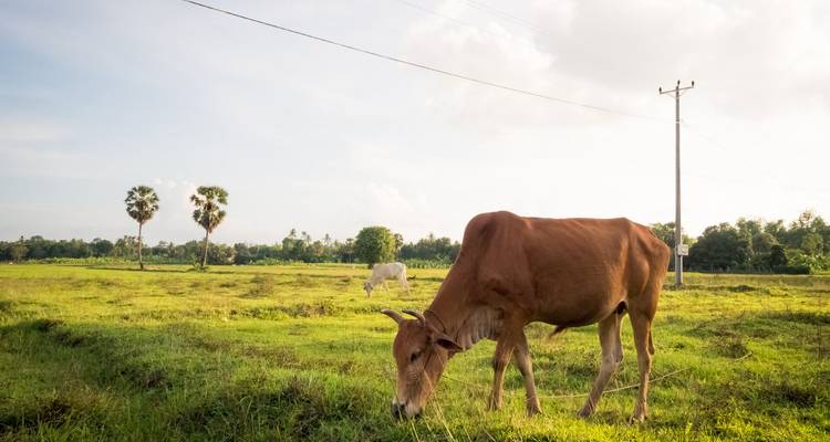 Les vaches paissent paisiblement dans un champ rural ensoleillé avec des palmiers et des lignes électriques en arrière-plan