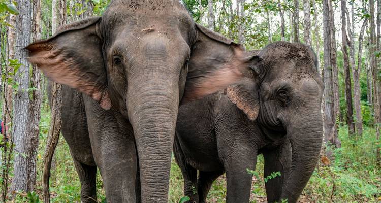 Deux éléphants asiatiques se tiennent près l'un de l'autre dans un sanctuaire forestier, oreilles déployées