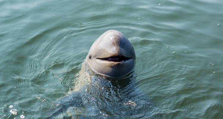 Le dauphin de l'Irrawaddy émerge la tête hors de l'eau vert calme en créant de douces ondulations