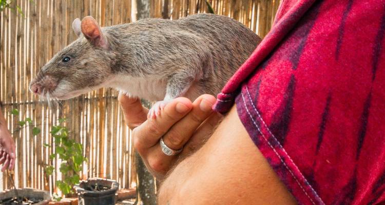 Un bénévole tient un rat géant à abajoues dressé utilisé pour la détection de mines terrestres devant un mur de bambou