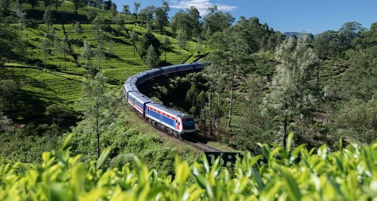 Largo tren de pasajeros azul y rojo que se curva a través de colinas verdes y exuberantes cubiertas de té bajo cielos despejados.