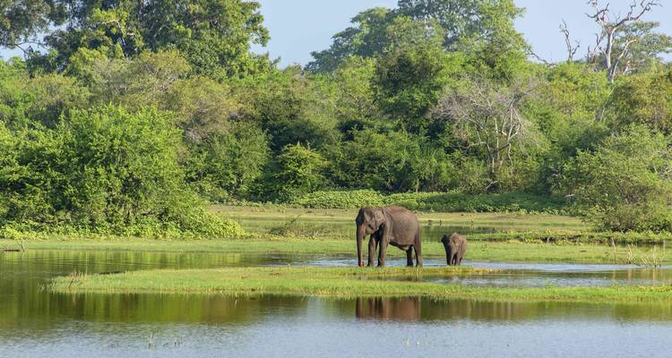 Un elefante adulto y su cría de pie en un humedal poco profundo rodeados de exuberante vegetación de la selva.