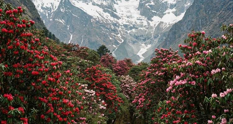 Valle lleno de rododendros rojos y rosas en flor enmarcado por montañas rocosas empinadas con nieve que persiste.