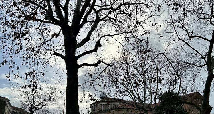 Silhouette de branches d'arbres nues en hiver contre un ciel partiellement nuageux.