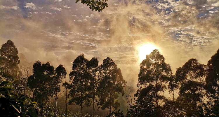 Luz dorada del amanecer filtrándose entre la niebla y árboles altos en un horizonte montañoso.