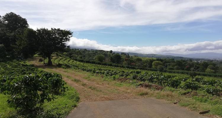 Filas de plantas de café extendiéndose a través de terrenos agrícolas ondulantes bajo un cielo parcialmente nublado.