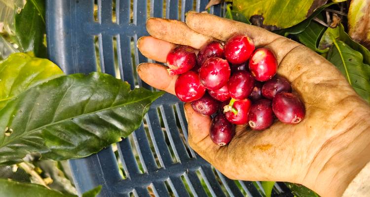 Mano sosteniendo cerezas de café rojo recién cosechadas sobre una canasta en la plantación.