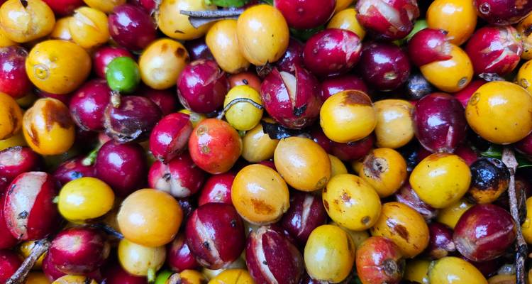 Primer plano de cerezas de café maduras e inmaduras de múltiples colores amontonadas juntas.