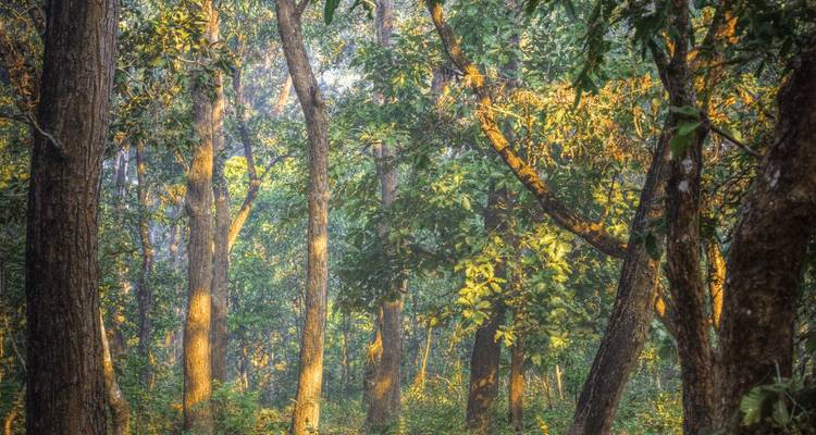 Zonnig jungle met hoge bomen en dicht groen onderhout