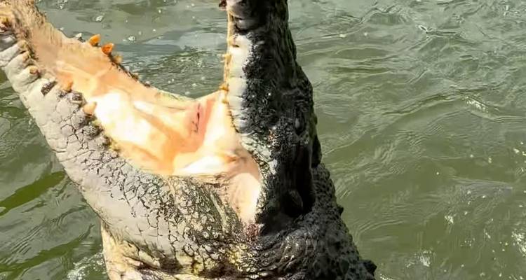 Primer plano de un cocodrilo saltador con las mandíbulas bien abiertas emergiendo verticalmente del agua turbia del río.