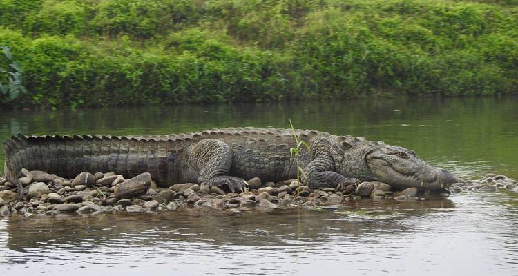 Un grand crocodile se reposant sur une berge rocheuse à côté d'une rivière de jungle calme, avec une végétation verte luxuriante en arrière-plan.