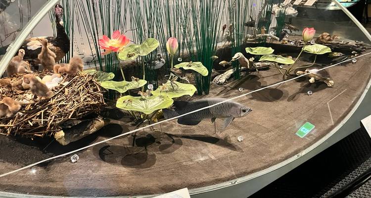 Indoor museum diorama showing wetland wildlife with birds, fish and lotus flowers behind glass.