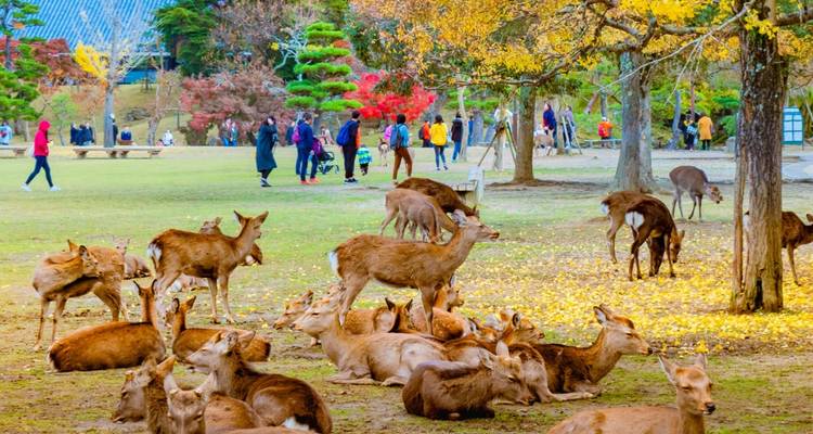 Herden von zahmen Hirschen, die sich im Nara-Park mit Herbstlaub und Besuchern im Hintergrund ausruhen.