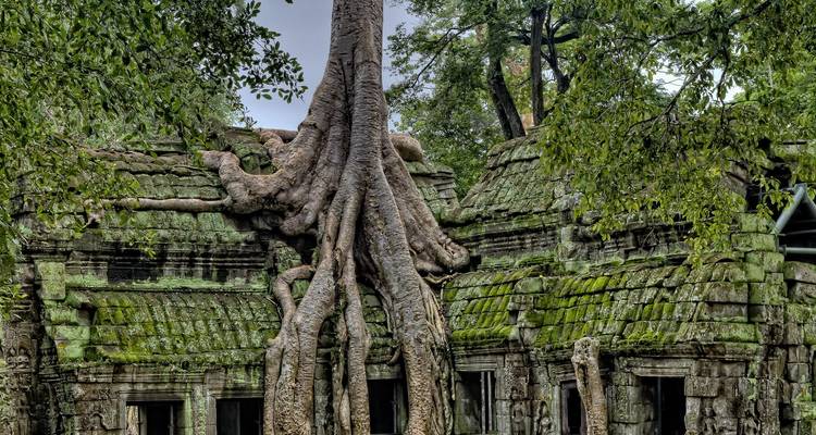 Imposante Baumwurzeln umschlingen die moosbedeckten Ruinen von Ta Prohm in einer dichten Dschungellandschaft.