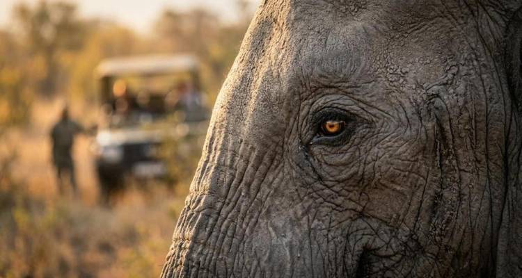 Nahaufnahme eines Elefantengesichts mit strukturierter Oberfläche und bernsteinfarbenem Auge, mit einem in der Ferne unscharfen Safariauto im Hintergrund.
