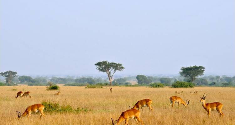 Antelopes grazing peacefully on a wide golden plain under a pale blue sky.