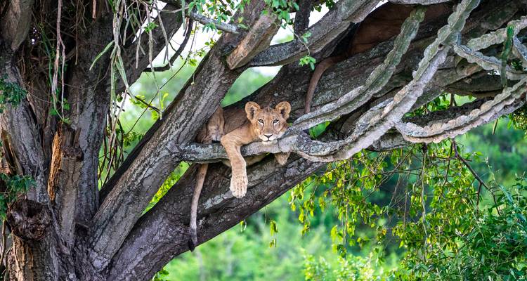 A relaxed lion cub sprawled on a thick tree limb surrounded by leafy foliage.
