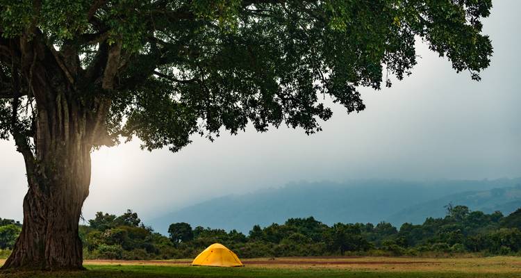 Une tente jaune vif dressée sous un énorme arbre ombragé dominant des collines forestières brumeuses à l'aube.