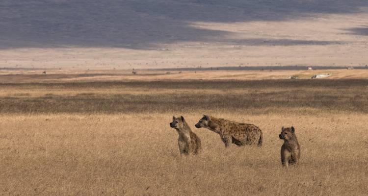 Trois hyènes tachetées se tiennent en alerte dans une savane ocre avec un vaste plancher de cratère derrière elles.