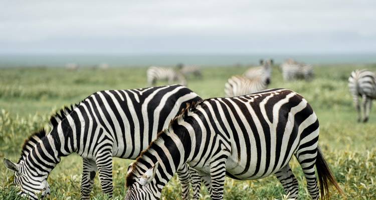 Close-up van twee zebra's die gras eten op groen gras met een onscherpe kudde op de achtergrond op een open vlakte.