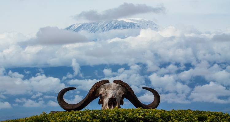 Dramatische buffelschedel met weidse horens tegen sneeuwbedekte Mount Kilimanjaro die boven de wolken uitstijgt.