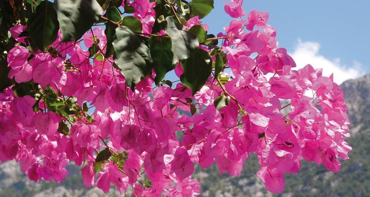 Nahaufnahme von leuchtend magentafarbenen Bougainvillea-Blüten vor einem Hintergrund aus blauem Himmel und Bergen.