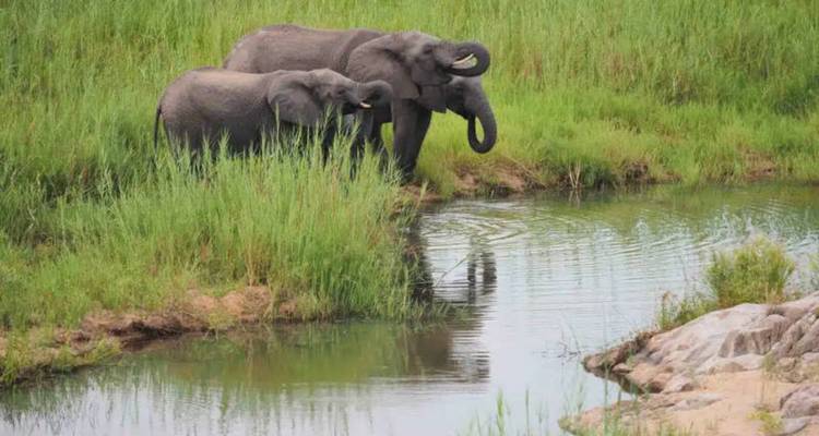 Trois éléphants africains se tiennent au bord d'une rivière calme et boivent, entourés de roseaux verts luxuriants et de végétation de savane.