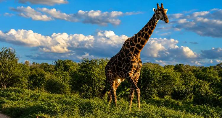 Grande girafe se tenant alertement devant un arrière-plan de buissons luxuriants et de ciel bleu parsemé de nuages épars.
