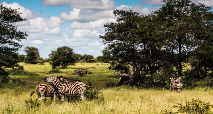 Herd of zebras grazing and interacting on a grassy savanna dotted with acacia trees under partly cloudy skies.