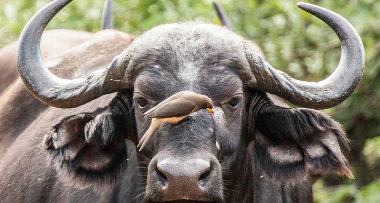 Gros plan d'un buffle africain avec un pique-boeuf perché sur son museau.