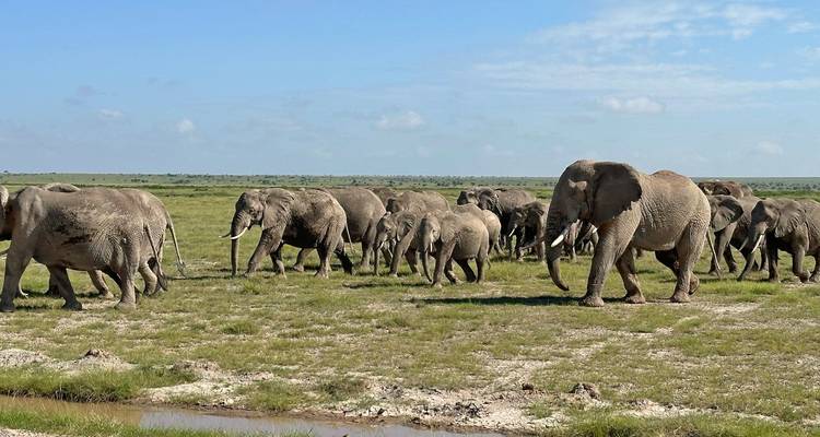 Troupeau d'éléphants, y compris des éléphanteaux, traversant la savane ouverte près d'un point d'eau.