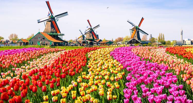 Campo vibrante de tulipanes multicolores con molinos de viento holandeses tradicionales de fondo