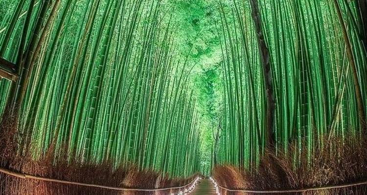 A dramatic perspective through an illuminated pathway of soaring green bamboo stalks.