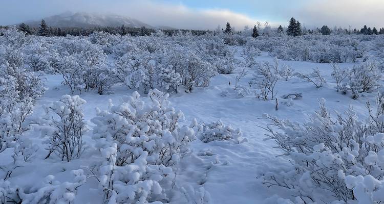 Wide snowy plain filled with frost-coated shrubs under a pale blue winter sky and distant hills.