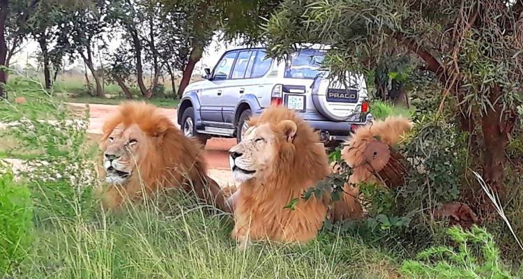 Trois lions mâles se reposant dans l'herbe haute à côté d'un véhicule de safari partiellement caché par les arbres