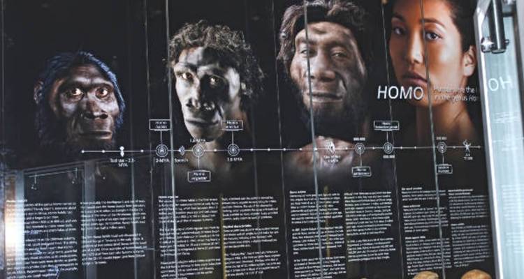 Mur d'exposition présentant une chronologie de l'évolution avec des reconstructions de hominidés en taille réelle et des textes descriptifs