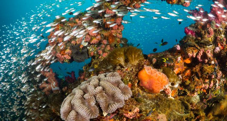 Scène sous-marine vibrante d'une barrière de corail regorgeant de poissons colorés, d'éponges et d'anémones dans une eau bleu clair.