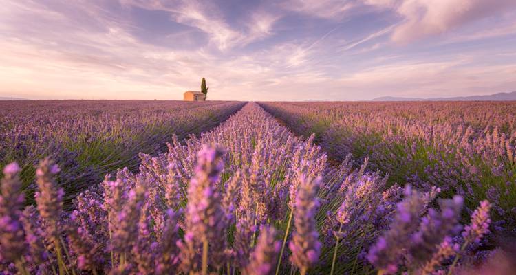 Endless rows of blooming lavender stretching toward a tiny farmhouse under pastel Provençal evening skies.