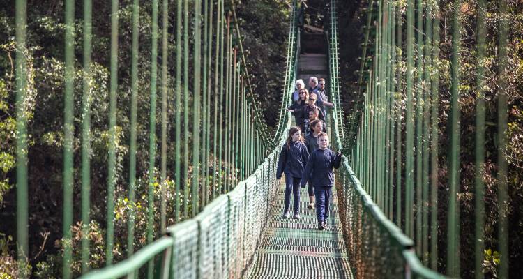 Visitors walk along a long green suspension bridge high above the forest canopy